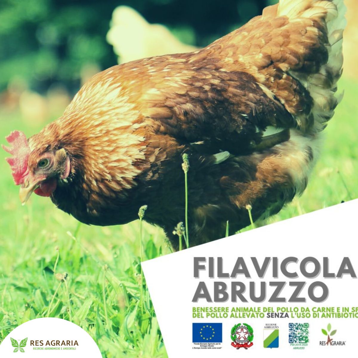 Evento di informazione scientifica-Filiera Avicola in Abruzzo.